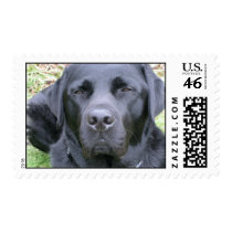 Black Labrador Retriever Dog STamp