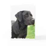 Black Labrador Retriever Greeting Card