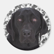 Black Labrador Retriever Magnets