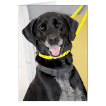 Black Labrador Retriever Mix Greeting/Note Cards cards