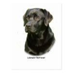 Black Labrador Retriever Post Card