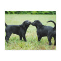 Black Labrador Retriever postcards