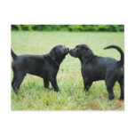 Black Labrador Retriever