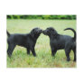 Black Labrador Retriever Postcards