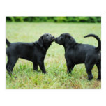 Black Labrador Retriever Postcards