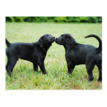 Black Labrador Retriever Postcards