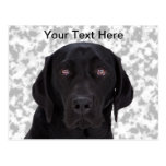 Black Labrador Retriever Postcards