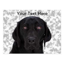 Black Labrador Retriever Postcards