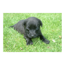 Black Labrador Retriever Puppy posters by Black_Dog Black Labrador Retriever Puppy posters