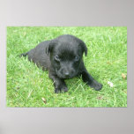 Black Labrador Retriever Puppy Posters