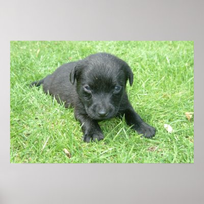 Black Labrador Retriever Puppy Posters by Black_Dog
