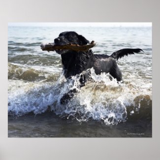 Black Labrador retriever running through surf, Print