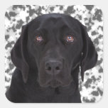 Black Labrador Retriever Square Stickers