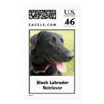 Black Labrador Retriever Stamp