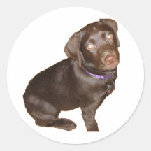 Black Labrador Retriever Stickers