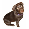 Black Labrador Retriever t-shirts