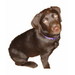 Black Labrador Retriever