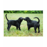 Black Labrador Retriever