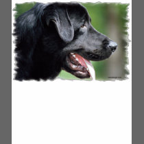 Black Labrador