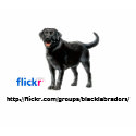Black Labs Group Womens T-Shirt
