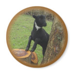 Black Lamb Magnet