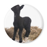 black lamb refrigerator magnets