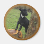 Black Lamb Magnet