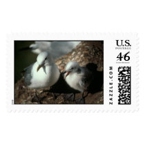 Black-legged Kittiwake with chick, Middleton Islan postage by moxieann Black-legged Kittiwake with chick, Middleton Islan postage