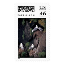 Black-legged Kittiwakes on Hall Island   postage