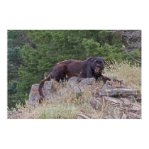 Black Leopard Fine Art Print by luv2wander Black Leopard Fine Art Print