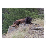 Black Leopard Note Card
