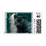 Black Leopard Postage Stamp