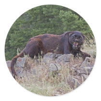 Black Leopard Sticker by luv2wander Black Leopard Sticker