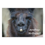 Black Llama Animal Funny Birthday Card