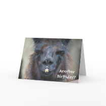 Black Llama Animal Photo Birthday Greeting Card
