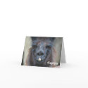 Black Llama Animal Photo Thank You Note Card by SmilinEyesTreasures Black Llama Animal Photo Thank You Note Card