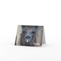 Black Llama Animal Photo Thank You Note Card by SmilinEyesTreasures Black Llama Animal Photo Thank You Note Card
