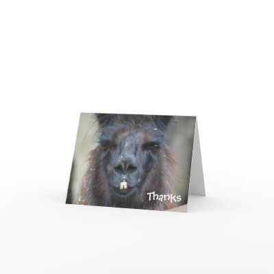 Black Llama Animal Photography Thank You Card by SmilinEyesTreasures