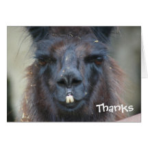 Black Llama Animal Photography Thank You Card