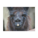 Black Llama Farm Animal Nature Photo Postcard postcard