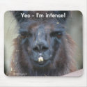 Black Llama Humorous Animal Nature Photo Mousepad mousepad