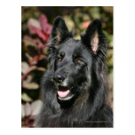 Black Long Haired German Shepherd Postcard