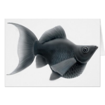 Black Lyretail Molly Aquarium Fish Card by twopurringcats