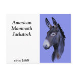 Black Mammoth Donkey Portrait Postcard