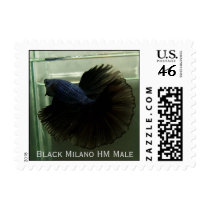 Black Milano HM Male Stamp