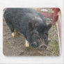 Black miniature pig 43a mouse pads