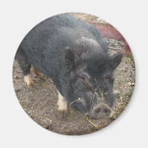 Black miniature pig 43a refrigerator magnet