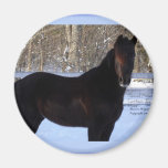 Black Morgan horse in snow Refrigerator Magnet