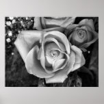 Black 'n' White-Rose Posters