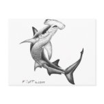 Black n White Shark